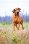male Rhodesian Ridgeback