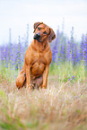 male Rhodesian Ridgeback