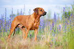 male Rhodesian Ridgeback
