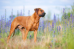 male Rhodesian Ridgeback