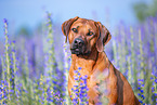 male Rhodesian Ridgeback