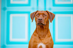 Livernose Rhodesian Ridgeback