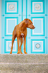 Livernose Rhodesian Ridgeback