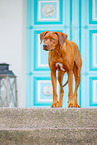 Livernose Rhodesian Ridgeback
