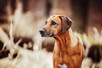 Rhodesian Ridgeback