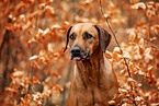 Rhodesian Ridgeback