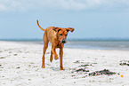 Rhodesian Ridgeback