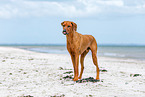 Rhodesian Ridgeback