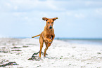 Rhodesian Ridgeback