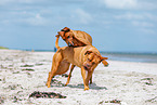 dogs