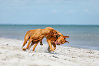 dogs