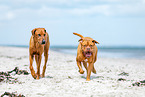 dogs