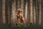 Rhodesian Ridgeback