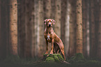 Rhodesian Ridgeback