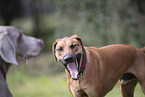 dogs