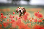 Rhodesian Ridgeback