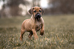 Rhodesian Ridgeback Puppy