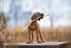 Rhodesian Ridgeback