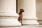 Rhodesian Ridgeback