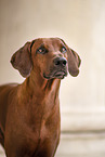 Rhodesian Ridgeback