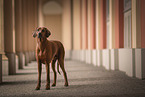 Rhodesian Ridgeback