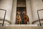 Rhodesian Ridgeback