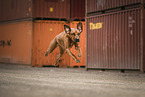 Rhodesian Ridgeback