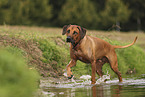 Rhodesian Ridgeback