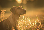 Rhodesian Ridgeback