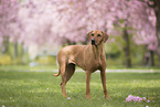 Rhodesian Ridgeback