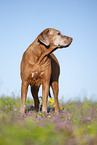 Rhodesian Ridgeback Senior