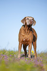 Rhodesian Ridgeback Senior