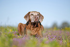 Rhodesian Ridgeback Senior