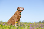 Rhodesian Ridgeback Senior