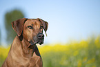 Rhodesian Ridgeback