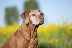 Rhodesian Ridgeback Senior