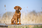 Rhodesian Ridgeback puppy