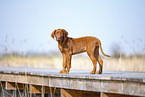 Rhodesian Ridgeback puppy