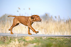 Rhodesian Ridgeback puppy