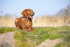Rhodesian Ridgeback puppy
