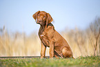 Rhodesian Ridgeback puppy