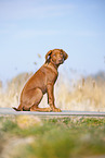 Rhodesian Ridgeback puppy