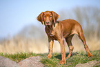 Rhodesian Ridgeback puppy