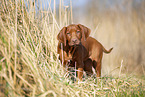 Rhodesian Ridgeback puppy