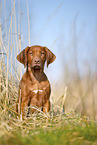 Rhodesian Ridgeback puppy