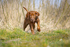 Rhodesian Ridgeback puppy