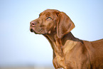 Rhodesian Ridgeback puppy