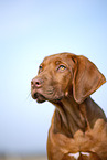 Rhodesian Ridgeback puppy