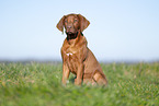 Rhodesian Ridgeback puppy