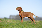 Rhodesian Ridgeback puppy